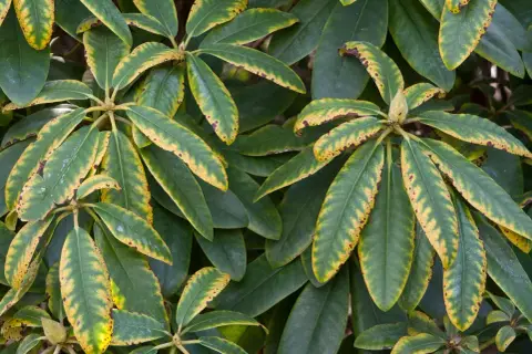 Gros plan sur des feuilles de rhododendron, certaines présentant des taches et des bordures jaunes, signe d'un besoin de nutriments.