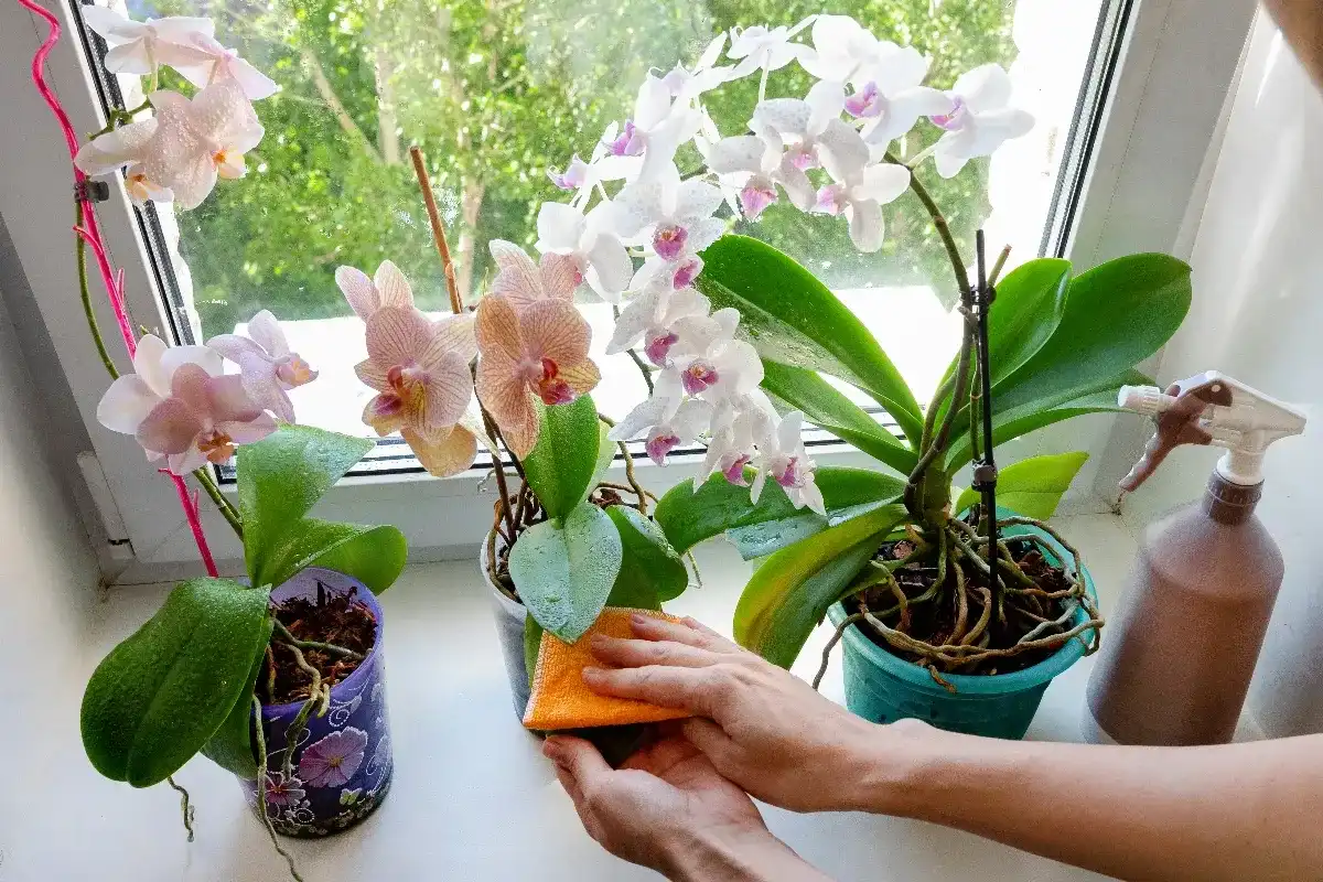 Comment nettoyer les feuilles d’orchidée sans les abîmer ?
