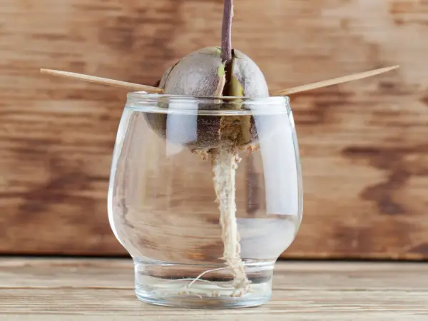 Un noyau d'avocat germe dans un verre d'eau, prêt à faire pousser un avocat. Des cure-dents le maintiennent en place.